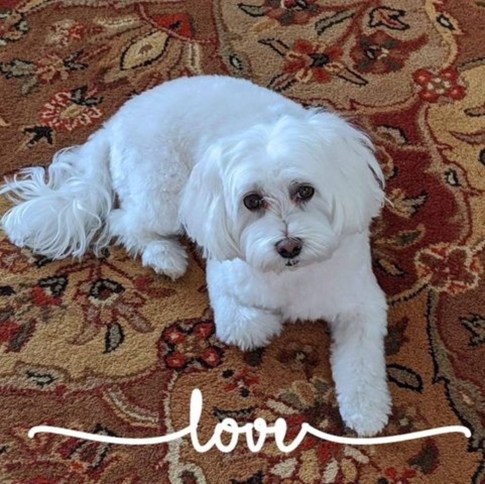 Meet your Posher, Bonnie